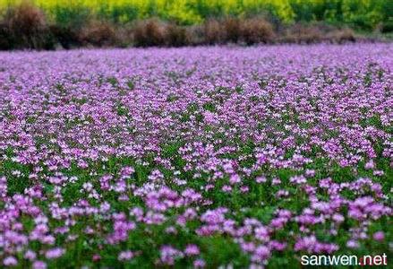 红花草的功效与作用 红花草的功效和作用 红花草有什么禁忌