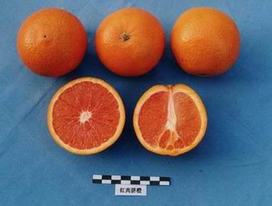 水果市场调查报告 农村橙类水果市场调查分析