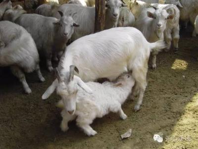 垂耳兔的饲养方法 如何饲养好母羊_饲养母羊的方法