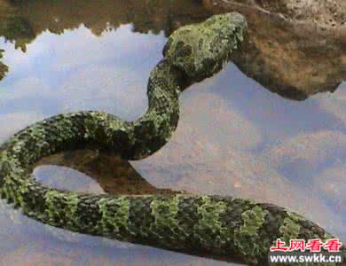 世界上体型最大的毒蛇 世界上体型最小的毒蛇