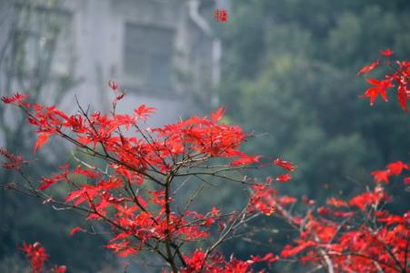 天涯桃花多 天涯桃花