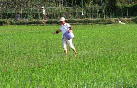 水稻施肥技术 水稻什么时候施肥好