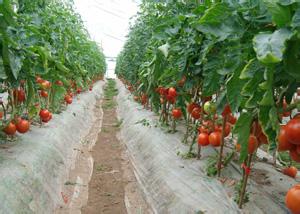 大棚西红柿种植技术 大棚种植西红柿的方法