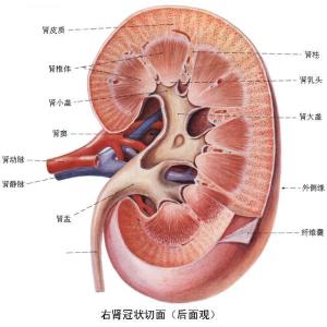 肾脏排毒的最佳方法 肾排毒方法，肾脏排毒的简单方法