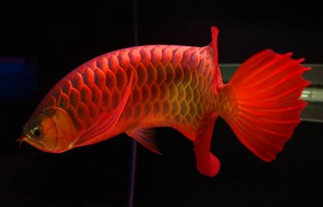 养红龙鱼注意事项 红龙鱼的养殖方法
