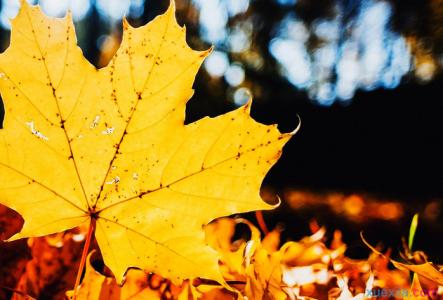 秋天的作文400字写景 关于秋天树叶的写景作文