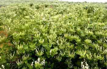 金银花盒景图片大全 金银花种植技术大全