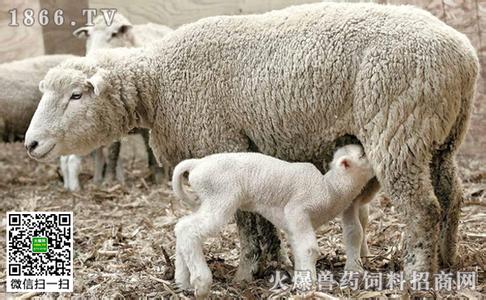 狐狸妊娠期的饲养管理 如何加强妊娠期母羊的饲养管理