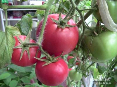西红柿的家庭种植方法 家庭怎样种植西红柿_家庭种植西红柿的方法