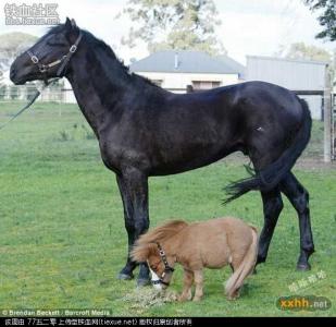 世界上最小的马多少钱 世界上最小的马