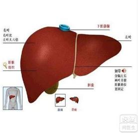 肝癌最多能活多久 肝癌是什么原因引起的