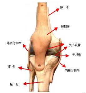 左腿膝盖内侧疼痛 左腿膝盖内侧疼怎么解决