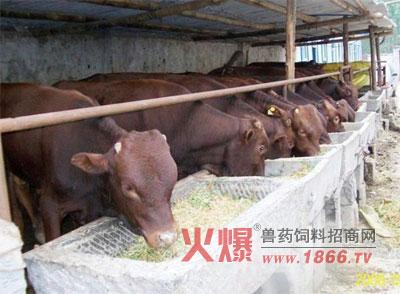 肉牛饲养经济效益 肉牛饲养用的饲料是什么