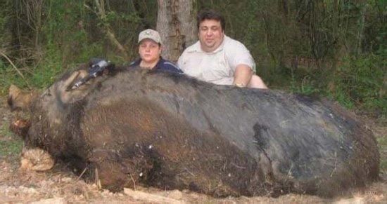 野猪最大的有多少斤 世界上最大的野猪