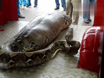 最大的蛇10000米图片 世界上最大的蟒蛇