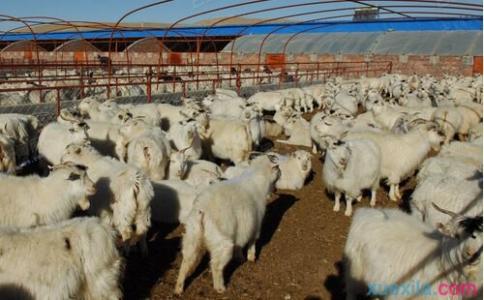 波尔山羊的饲养方法 山羊秋季饲养方法