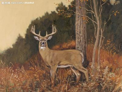 油画鹿高清图片 关于鹿的油画图片
