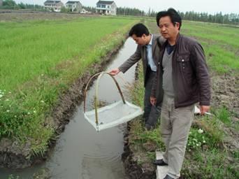 稻田养殖小龙虾 小龙虾稻田养殖方法