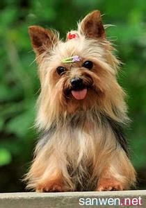 世界上最小的国家排名 世界上最小的狗的排名