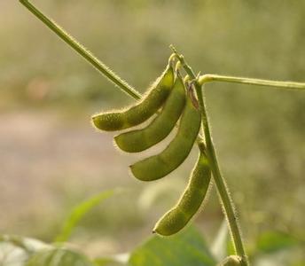 大豆病虫害防治 如何防治大豆的病虫害