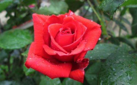 流泪的红玫瑰散文词 流泪的红玫瑰散文