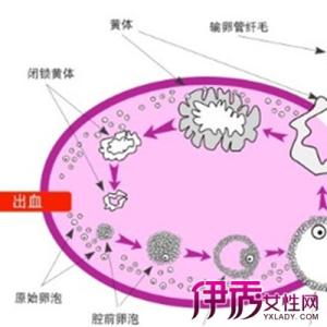 卵泡不成熟怎么调理 什么原因导致卵泡不成熟