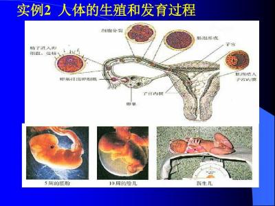 高一生物教案 高一生物《从生物圈到细胞》教案