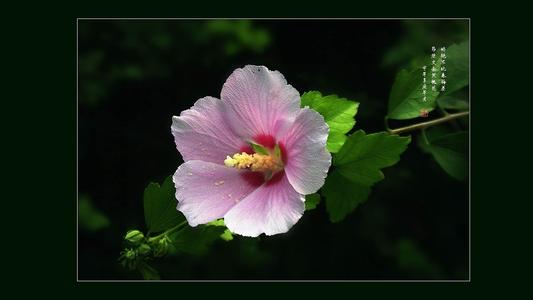 紫木槿花花语是什么 木槿花花语是什么