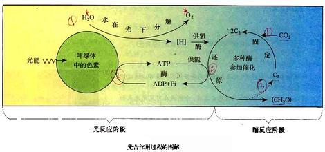 城市群形成的条件 露是如何形成的 露的形成条件