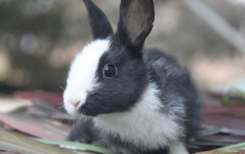 荷兰兔怎么养 荷兰兔怎么养 养荷兰兔的注意事项