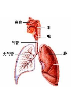 咳嗽痰多流鼻涕 常年咳嗽痰多鼻涕多是什么原因