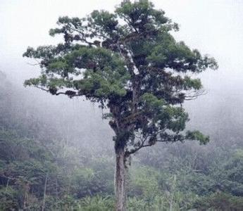 中国最长寿的树 世界上最长寿的树