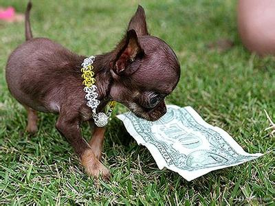 世界最小犬有哪些 世界最小犬