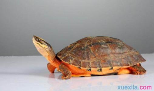 石金钱龟的饲养方法 小金钱龟的饲养方法