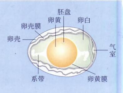 八年级生物实验：观察鸡卵的结构