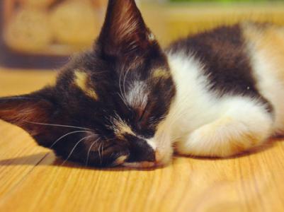 怎么判断幼猫感冒 宠物猫感冒了怎么办