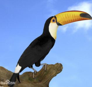 大嘴巴鸟是什么鸟 世界上最大嘴巴的鸟是什么