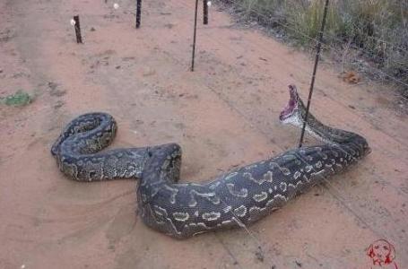 世界上最长的蛇500米 世界上最长的蛇