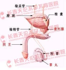 不孕不育的原因生殖 不孕不育的生殖原因是什么