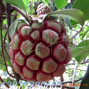 广东适合种的果树 广东适合种植什么水果