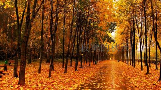 秋天散文诗欣赏 关于秋天的抒情散文欣赏