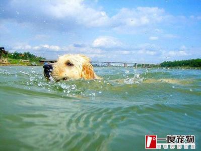 夏季泰迪狗狗造型图 夏季喜水的狗狗推荐