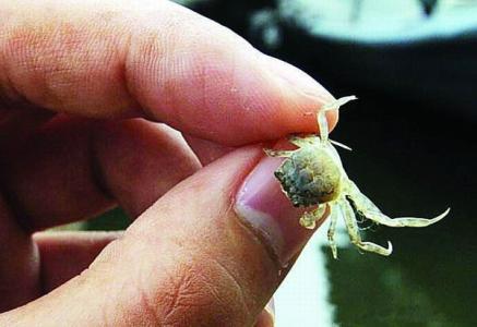 世界上最小的虾 　　世界上最小的螃蟹