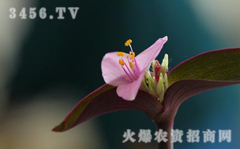 紫竹梅的养殖方法 紫竹梅的花语是什么