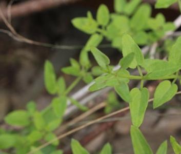 农民种植技术网 种植茜草技术