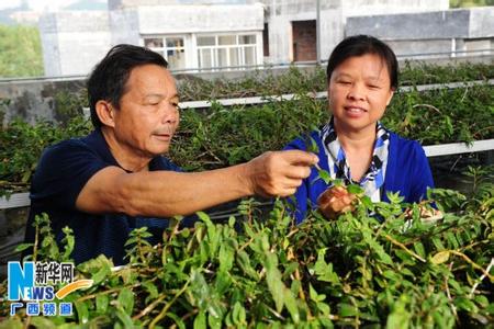 广西铁皮石斛种植 广西家庭铁皮石斛种植技术