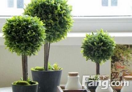 客厅植物摆放效果图 客厅摆放什么植物 客厅植物选购技巧