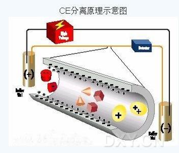 科学计算应用领域 毛细管电泳及其在种子科学领域的应用