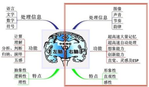 右脑开发加盟 神奇的右脑开发方案