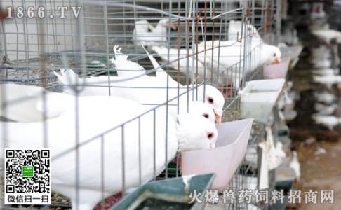 中国肉鸽饲养前景 肉鸽的饲养与管理的方法